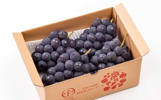 種無し巨峰 約1.8kg 3〜5房 約4kg 8〜10房 選べる内容量 ［おぶせファーマーズ］ 果物 フルーツ ぶどう ブドウ 葡萄 冷蔵便 クール便 長野県産 信州産 令和7年産 【2025年9月上旬〜10月中旬発送】