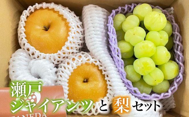 【数量限定】瀬戸ジャイアンツと梨のセット（ぶどう ブドウ 梨 果物 セット 詰め合わせ フルーツ 贈答用 限定）