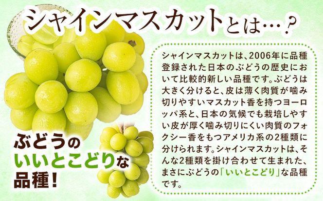【2026年発送先行予約】シャインマスカット 岡山 約1.3kg 2-3房 厳選 旬 ぶどう ブドウ 葡萄 マスカット 果物 フルーツ ギフト 岡山県 笠岡市 訳あり クール便 爽やか 贅沢《2026年9月上旬-11月中旬頃出荷》---kasaoka_zsy_221_13---