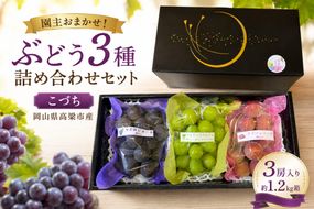 園主おまかせ！ぶどう3種詰め合わせセット【こづち】（3房入り）約1.2kg 化粧箱 岡山県 高梁市産