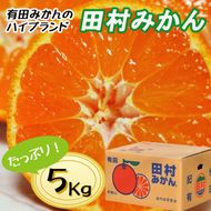 【先行予約】【秀品】田村みかん 和歌山有田 約5kg