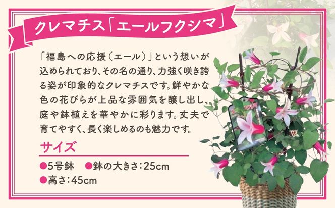 ＼先行受付 令和8年5月10日の母の日お届け：5月6日(水) 決済完了分まで！／  クレマチス 「 エールフクシマ 」 5号鉢 ラッピング付き 母の日直前にお届け 2026年 お母さんへの心を込めた贈り物 長持ち 鉢植え フラワーセット プレゼント 送料無料 故郷納税 福島県 田村市 フローラハシモト N052-007