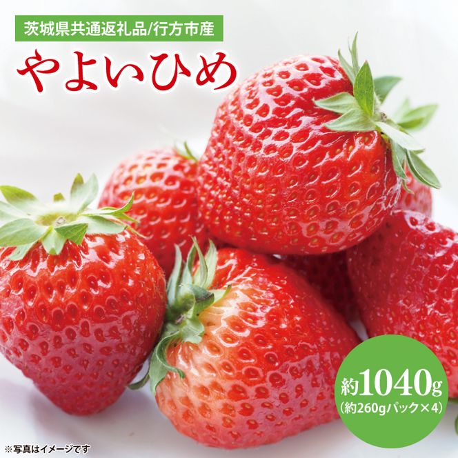 【茨城県共通返礼品/ 行方市産】【2027年1月中旬より順次発送】いちご 「やよいひめ」 約260gパック×4【イチゴ 苺 フルーツ 果物 甘い 】(CS103)