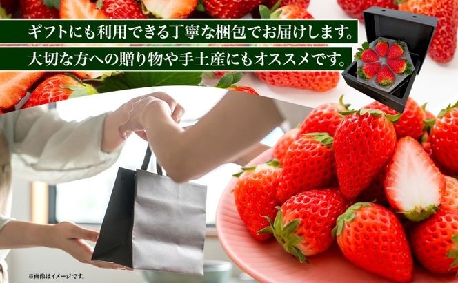 いちご 美濃娘 6粒 150g以上 苺 イチゴ フルーツ 旬 甘い 果物 みのむすめ 国産 おやつ デザート ギフト プレゼント ダイヤベリー美濃 岐阜県 美濃市 お届け:2027年1月1日～3月10日