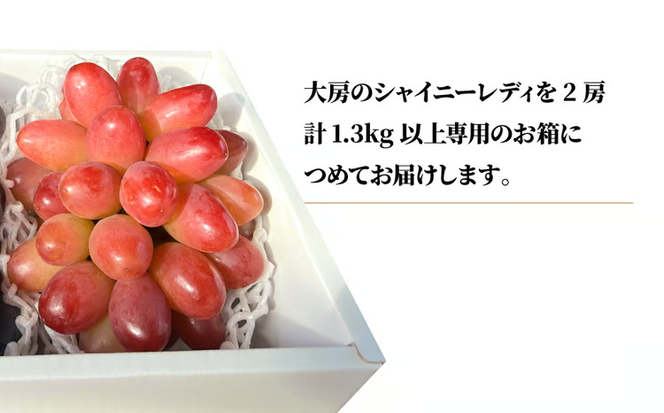 【2026年先行予約】シャイニーレディ大サイズ2房 計1.3kg~ 赤色の早生葡萄 【KF-B095-01】