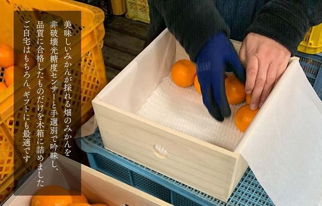 みかん めっちゃうまいんじゃ 木箱入 約3kg （内容量2.3kg）みかんの会厳選 特選品 M S 2S サイズのいずれか 和歌山県産 産地直送 S品 贈答用 【みかんの会】 AX193