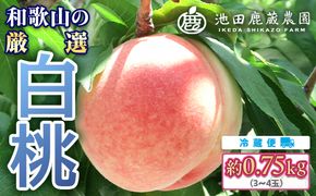 白桃 約0.75kg（3～4玉）和歌山県産 厳選 化粧箱入り ｜ 白鳳・清水白桃・川中島・もも・はくとう【化粧箱入り】 ※北海道・沖縄・離島への配送不可 ※2026年7月上旬～7月下旬頃に順次発送予定