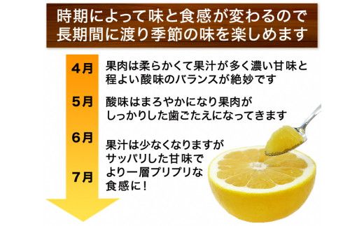 【先行予約】 訳あり 河内晩柑 5kg サイズミックス お試し 家庭用 樹齢 20年 以上 古木 和製 グレープフルーツ 愛南ゴールド 直送 フルーツ 人気 柑橘 爽やか 甘み ジューシー 果汁 旬の果物 くだもの みかん サイズ不揃い 産地直送 農園直送 春 味覚 初夏 デザート ジュース おすすめ 生搾り デザート ゼリー 愛媛県 愛南町 清家ばんかんビレッジ