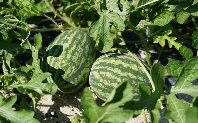 〈予約受付〉【2027年発送】夏の風物詩 中玉すいか「虎太郎西瓜」２玉 甘い 糖度 赤い さっぱり シャリ感 H141-021