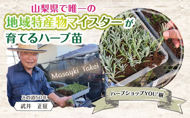 【ハーブショップYOU'樹】【おまかせセット】『ハーブとの出会いから約50年。山梨県唯一の「地域特産物マイスター」が育てるハーブ苗』和ハッカの苗 3号ポット 12品種セット SWBE014
