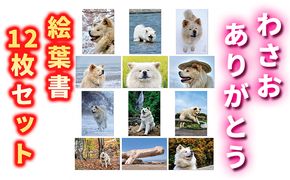 わさお ありがとう 絵葉書12枚セット キャラクター 写真 はがき 
