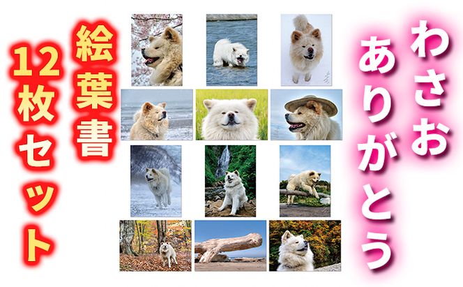 わさお ありがとう 絵葉書12枚セット キャラクター 写真 はがき 