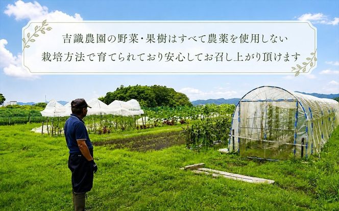 マスクメロン「パノン」 農薬不使用栽培 贈答用 化粧箱入り お届け：７月下旬～９月上旬