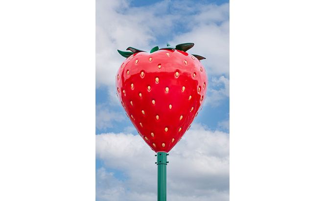いちご狩り40分食べ放題 65歳以上2名 いちご狩り 食べ放題 40分 いちご イチゴ 苺 観光 レジャー 兵庫県 加西市