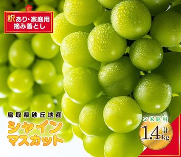 シャインマスカット 訳あり 家庭用 鳥取砂丘地産 1.4kg（350g×4パック） ※離島への配送不可 ※2024年8月下旬～10月下旬頃に順次発送予定