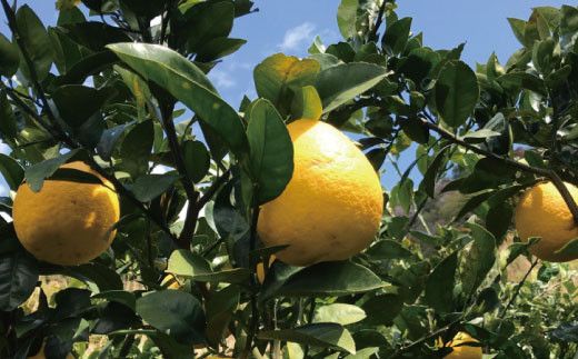 【2026年4月上旬～5月下旬発送】【和製グレープフルーツ】有田育ちの河内晩柑(ご家庭用)　約7.5kg【ard029C】