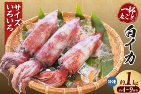 【白イカ 約1kg（4-9杯程度入）サイズ不揃い 冷凍】 国産 新鮮 バラ凍結 鮮度抜群 サイズいろいろ 大小さまざま いか イカ 白いか 白イカ 大人気 おすすめ 返礼品 ふるさと納税 兵庫県 香美町 香住 山米鮮魚 74-31
