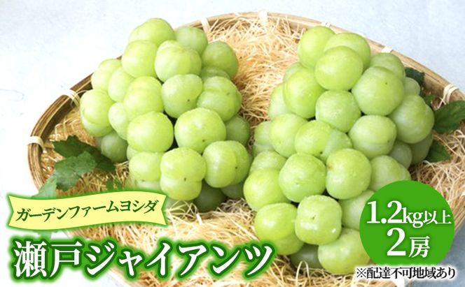 【2026年先行予約】 ぶどう 岡山県産 瀬戸ジャイアンツ 1.2kg以上(2房)《2026年9月上旬-下旬頃出荷》 葡萄 ブドウ 岡山県産 フルーツ 果物 数量限定 期間限定 岡山 里庄町 獲れたて 新鮮 甘い 種無し 
