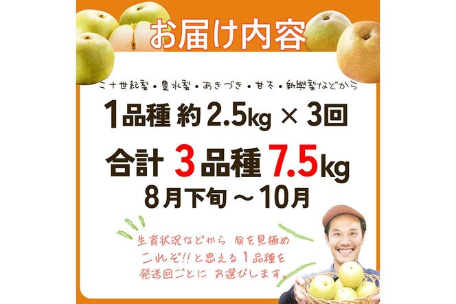 田園紳士厳選「梨好きさんのための定期便3回」（1品種（各約4〜6玉）×3回（計３品種）） 先行予約 果物 フルーツ 梨 定期便 定期 3回 20世紀 豊水 あきづき 甘太 新興 ふるさと納税 フルーツ 定期便 ふるさと納税 梨　DE00144