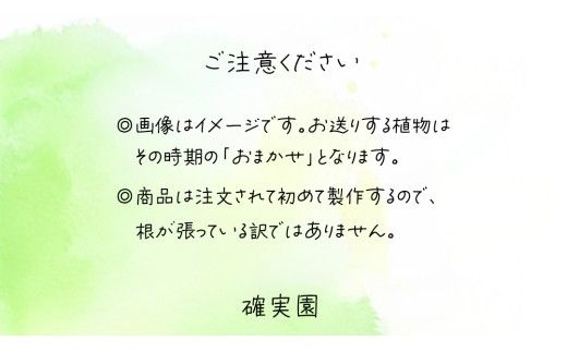寄せ植え 多肉植物 デラックス 【 半年に1回お届け（全2回お届け）】 植物 観葉植物 インテリア 多肉 定期便 [BG042us]