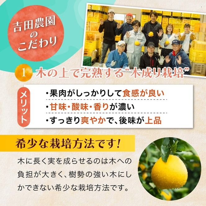 愛南産の河内晩柑10kg(約22～32個) ＜ 柑橘 希少 果物 国産 フルーツ みかん 蜜柑  和製 グレープフルーツ ブランド 愛媛 果実 ビタミン ＞  ※北海道・沖縄・離島への配送不可 ※2026年4月上旬～8月上旬頃に順次発送予定