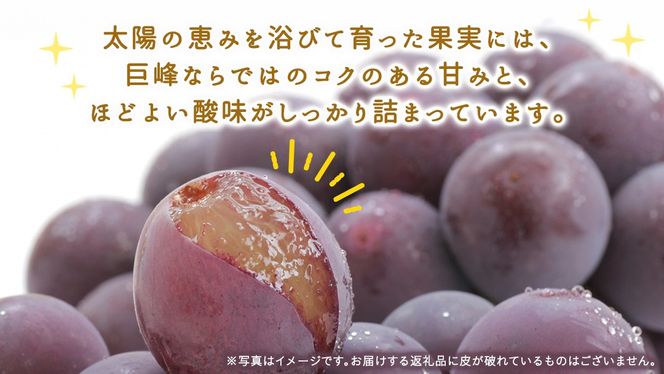 ＜ 訳あり ＞ 巨峰 4パック(約2kg)【2026年9月より発送開始】（茨城県共通返礼品 [ぶどう]：結城市産） ぶどう ご家庭用 お得 フルーツ 果物 加工用