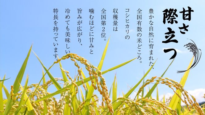 【 選べる 精米 無洗米 / 単品 定期便 】 こしひかり 10kg（5kg×2）令和7年産 茨城県 国産 お米 米 コメ 白米 ライス ご飯 おいしい コシヒカリ ごはん 新生活 プレゼント 新生活応援 必要なもの 便利 おすすめ 消耗品 一人暮らし 二人暮らし 必要