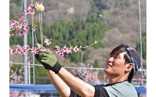 【2026年先行予約】硬め桃 上級品 5-7玉入 (岡山県産) 【KF-A012-02】