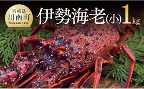 担当者厳選！ 伊勢海老(小)1.0kg（5～9尾） 【 伊勢えび 魚介類 いせえび 海産物 宮崎県産 国産 】 [C04401]