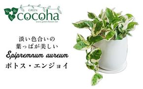 もっとも美しいポトスの進化型『 ポトス ・ エンジョイ 』 糸島市 / cocoha 観葉植物 [AWB028] 観葉植物 グリーン 緑 インテリア 雑貨 暮らし 植物 室内 おしゃれ ギフト