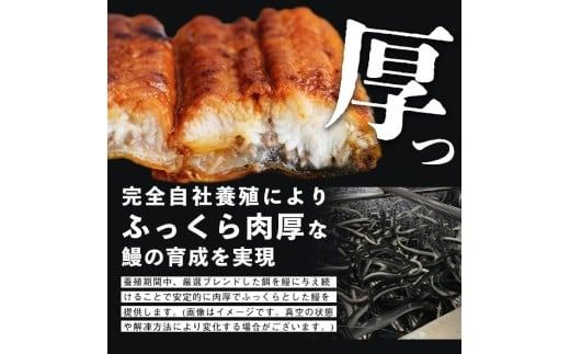 【志布志市制20周年記念】【10営業日以内に発送】【数量限定】鹿児島県産うなぎ蒲焼 名水慈鰻 超特上 2尾(1尾あたり236～270g)＜計500g以上＞ a5-352