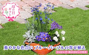 【母の日 ギフト】ブルー・パープルの 寄せ植え（舟形Mサイズ）1個（オンライン決済限定） 植物 