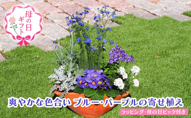 【母の日 ギフト】ブルー・パープルの 寄せ植え（舟形Mサイズ）1個（オンライン決済限定） 植物 