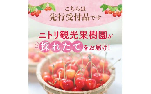 2026年発送【先行予約】令和8年産 紅秀峰【Lサイズ】500g×2【ニトリ観光果樹園】余市 北海道 フルーツ王国 さくらんぼ サクランボ 桜桃 紅秀峰 余市産さくらんぼ 人気さくらんぼ ニトリ_Y074-0139