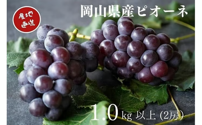 【2026年先行予約】 厳選 岡山県産 ピオーネ 1.0㎏以上 2房 / 産地直送 朝採れ ぶどう 葡萄 先行予約 真庭市 フルーツ 【kgftmt003-02】