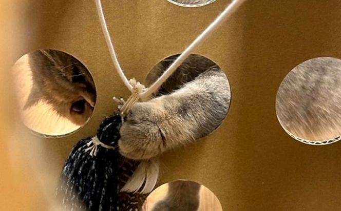 necowakuBOX  【KA001】｜ねこ 猫 ネコ おもちゃ 段ボール 