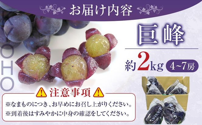 先行予約 和歌山 有田産 巨峰 約2kg 4〜7房 ぶどう フルーツ 果物［2026年8月下旬以降発送］  DU01