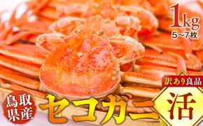 921.【活】鳥取県産　セコガニ　訳あり良品　1ｋg(5～7枚)《かに カニ 蟹 セコガニ※2026/11/6～2026/12/25に順次発送予定※着日指定不可  離島不可（北海道、沖縄本島は配送可能） 313726_AL001VC01