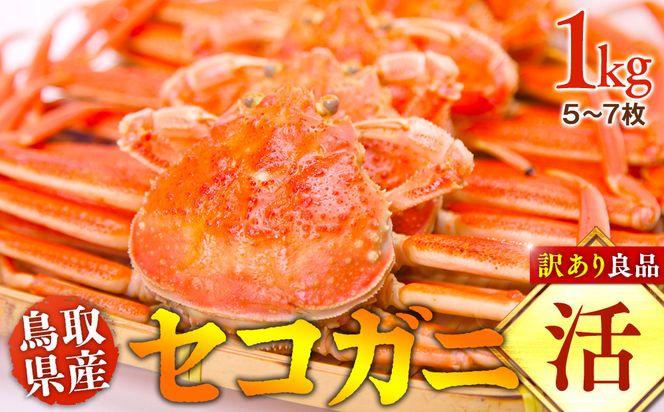921.【活】鳥取県産　セコガニ　訳あり良品　1ｋg(5～7枚)《かに カニ 蟹 セコガニ※2026/11/6～2026/12/25に順次発送予定※着日指定不可  離島不可（北海道、沖縄本島は配送可能） 313726_AL001VC01
