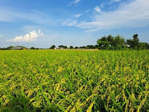 【令和7年産】【精米】コシヒカリ5kg｜茨城県常総市産　精米 米　お米　白米　ご飯　コメ こめ　こしひかり