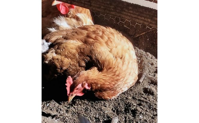 【定期便：12か月】単なる平飼いではない『わたしたちのぷらいどたまご』6パック（60個）セット 141305_GX05