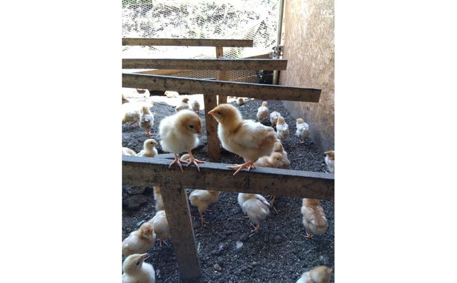 【定期便：12か月】単なる平飼いではない『わたしたちのぷらいどたまご』6パック（60個）セット 141305_GX05