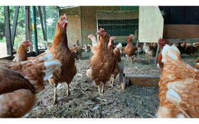 【定期便：6か月】単なる平飼いではない究極の卵『わたしたちのぷらいどたまご』6パック（60個）セット 141305_GX06