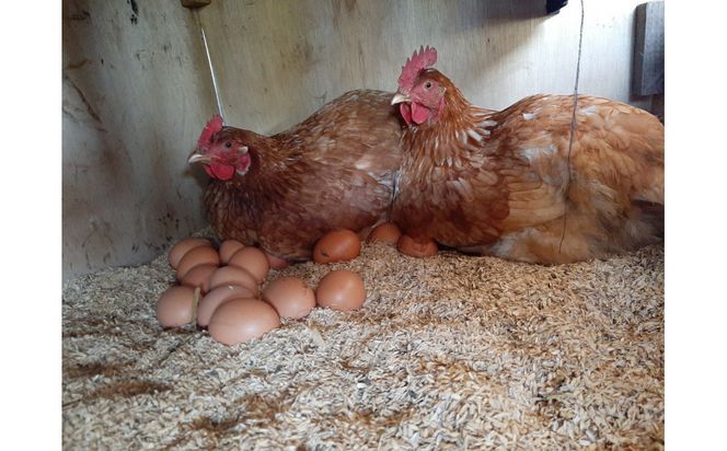 【定期便：6か月】単なる平飼いではない究極の卵『わたしたちのぷらいどたまご』6パック（60個）セット 141305_GX06