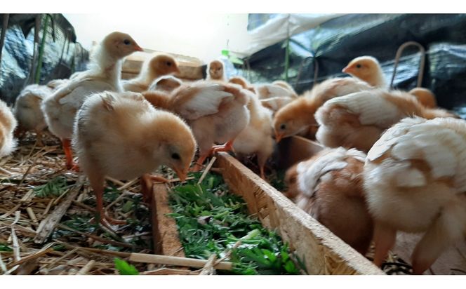 【定期便：6か月】単なる平飼いではない究極の卵『わたしたちのぷらいどたまご』6パック（60個）セット 141305_GX06