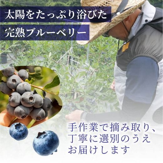 【先行受付予約】知多半島 生ブルーベリー 1.2kg（100g×12パック） 完熟 果物 フルーツ 旬 農園直送 青果物 国産 健康 美容 愛知県 美浜町 ブルーベリーの里みはま 産地直送 ※2026年6月上旬～8月中旬に順次発送予定 送料無料 数量限定 期間限定 ※北海道・沖縄・離島への配送不可