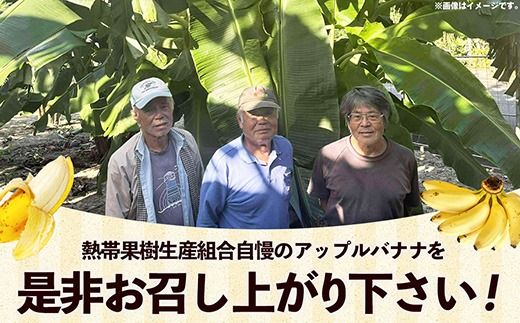 熱帯果樹生産組合のアップルバナナ 約3kg - バナナ ばなな 小ぶり 沖縄県 産地直送 果物 フルーツ 南国 朝食 おすすめ 沖縄県 八重瀬町