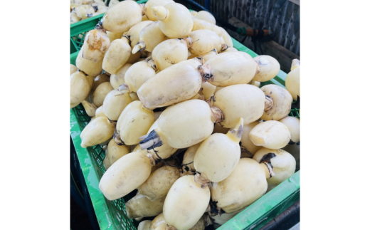 【定期便2ヶ月】 土浦市産 れんこん 1.2㎏　使いやすい小玉れんこん！ すずき蓮根農園の口福れんこん「松の小箱」 ｜ 産地直送 茨城県 レンコン 蓮根 野菜 シャキシャキ ※離島への配送不可 ※2026年1月上旬頃より順次発送予定