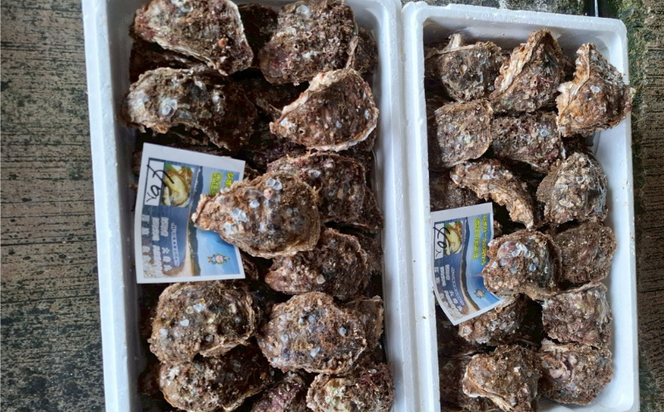 【夏限定！！】岩がき（殻付き）約3kg （10個） 1箱 岩ガキ カキ 牡蠣 天然岩ガキ 殻付き 網焼き BBQ 産地直送 夏の味覚 お中元 ギフト 贈答品 浜坂産 兵庫県