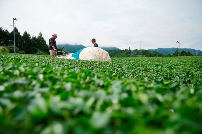 直茶発祥の地からお届け「宇治田原紅茶」50g×5袋〈お茶 茶 紅茶 茶葉 飲料 フルーティー 加工食品〉 